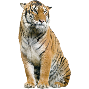 Tiger PNG-23219